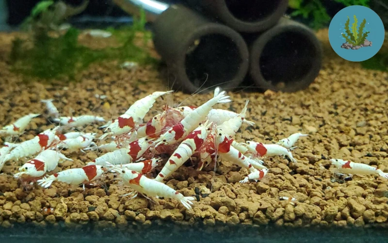 bệnh ở tép cảnh