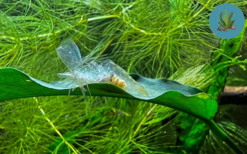 bệnh ở tép cảnh