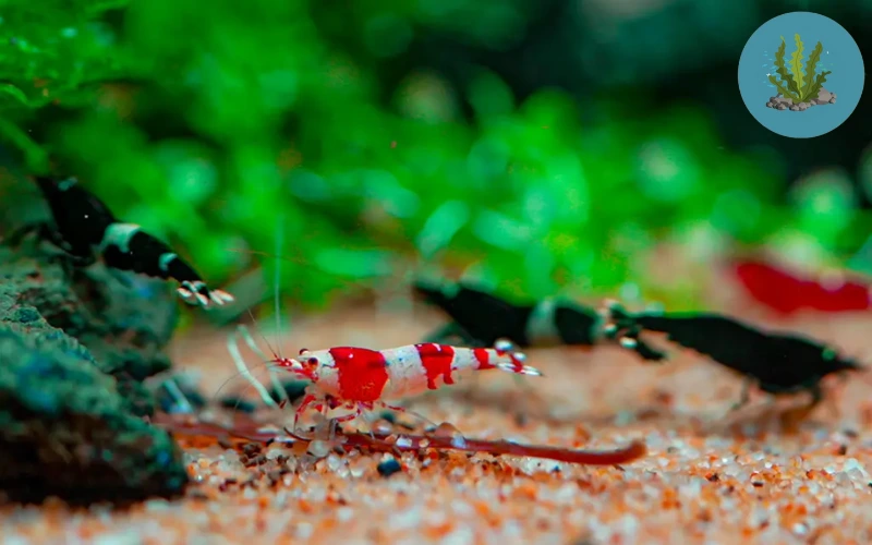 bệnh ở tép cảnh