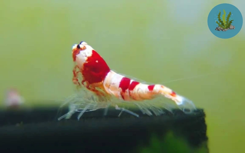 bệnh ở tép cảnh