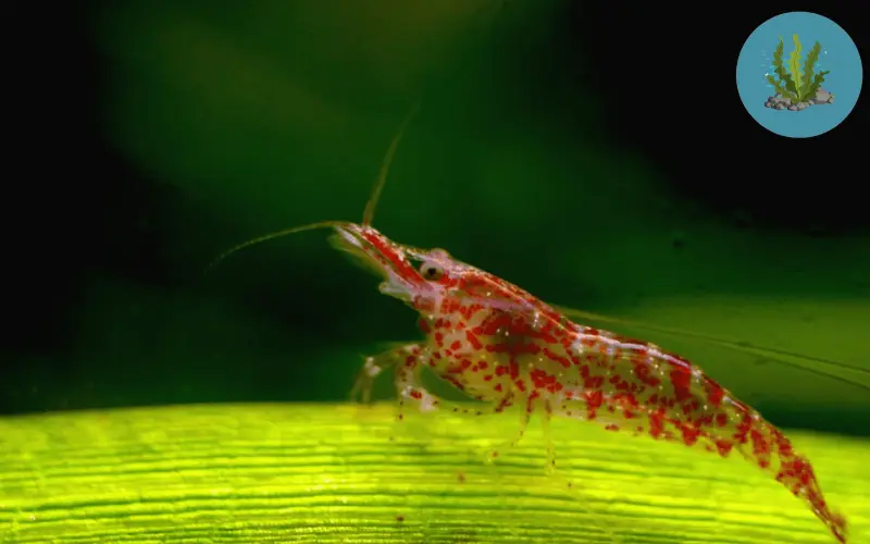 bệnh ở tép cảnh