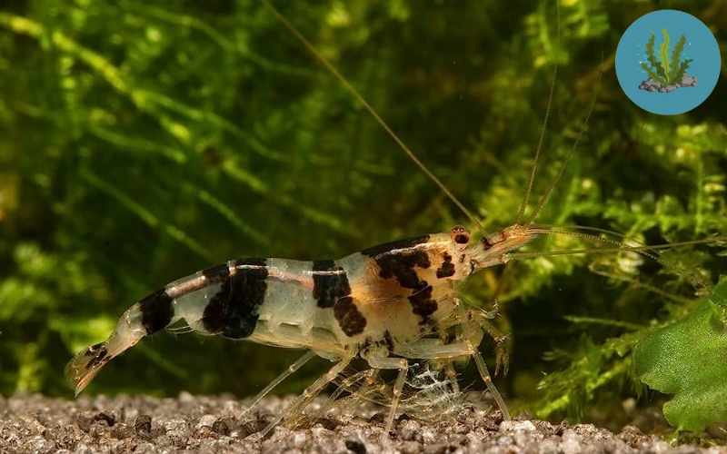 bệnh ở tép cảnh