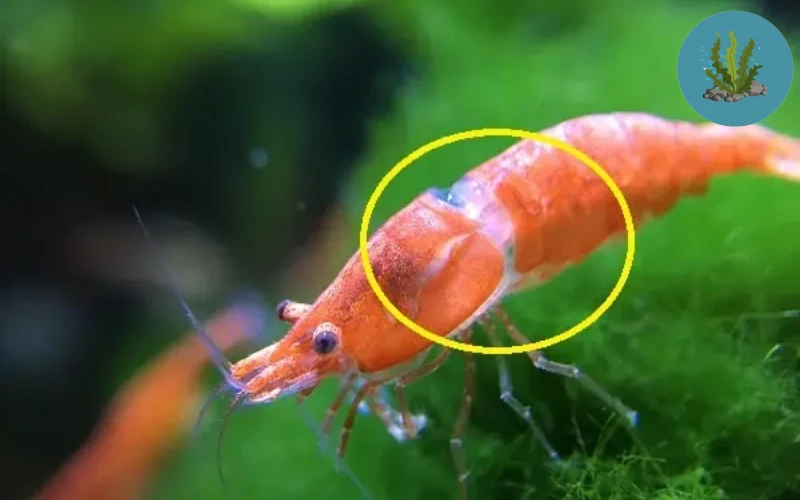 bệnh ở tép cảnh