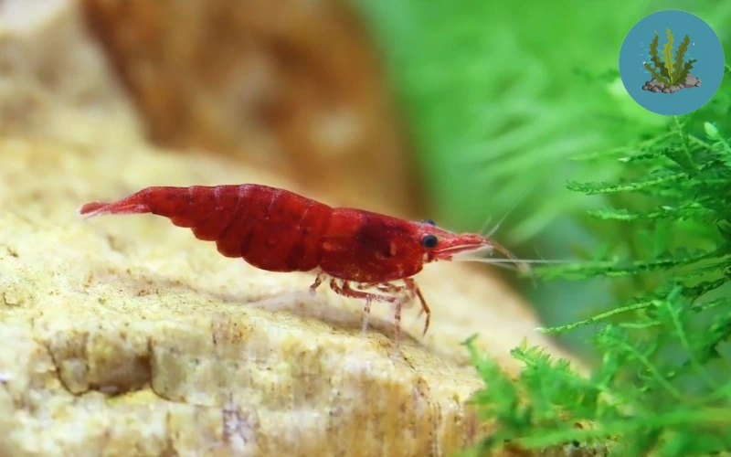 bệnh ở tép cảnh