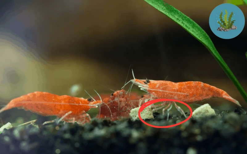 bệnh ở tép cảnh