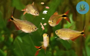 cá cảnh ăn gì