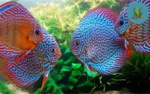 cá cảnh nhịn ăn được bao lâu