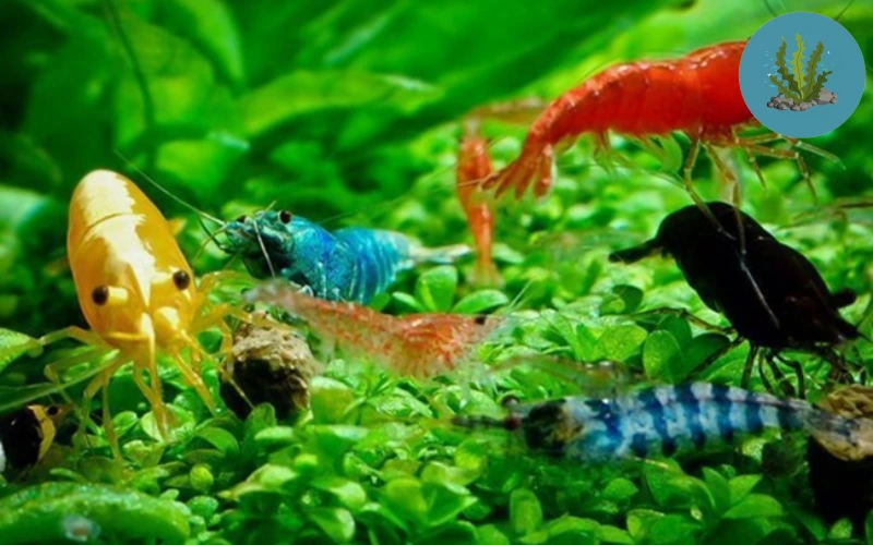 cách nhân giống tép cảnh