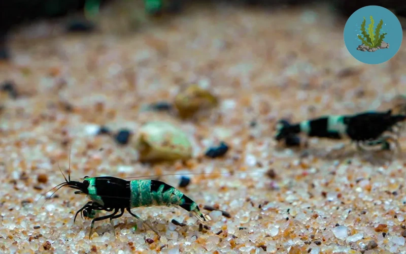 cách nhân giống tép cảnh