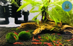 cách nhân giống tép cảnh