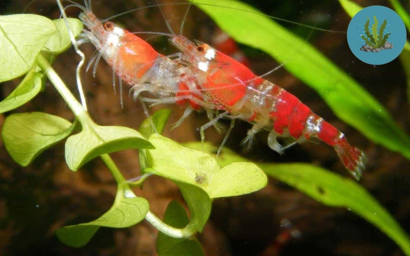 cách nhân giống tép cảnh