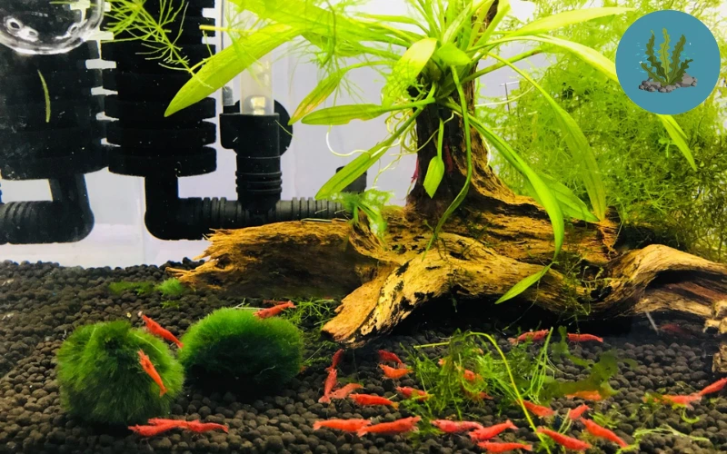 cách nhân giống tép cảnh