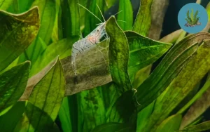 cây thủy sinh bị chết