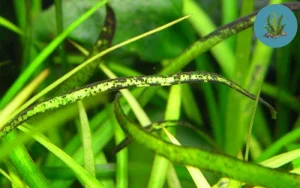 cây thủy sinh bị vàng lá