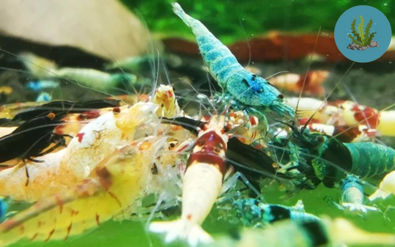 tép cảnh bị hở cổ