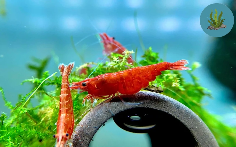 tép cảnh bị hở cổ