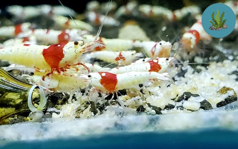 tép cảnh bị hở cổ