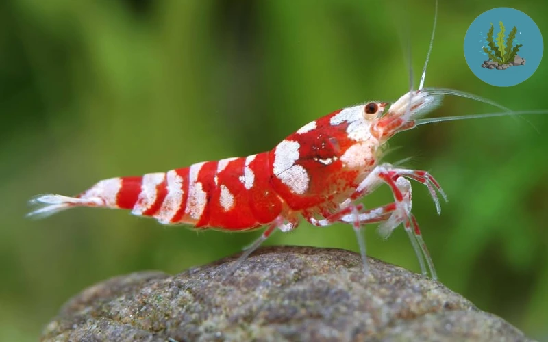 tép cảnh bị nấm