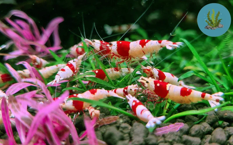 tép cảnh bị nấm