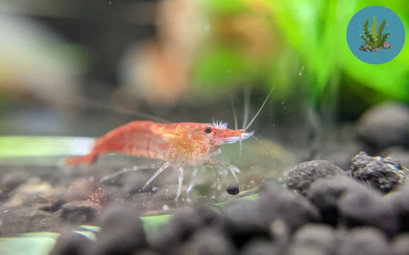 tép cảnh bị nấm