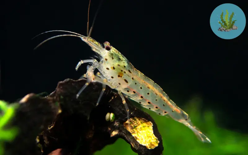 tép cảnh dễ nuôi