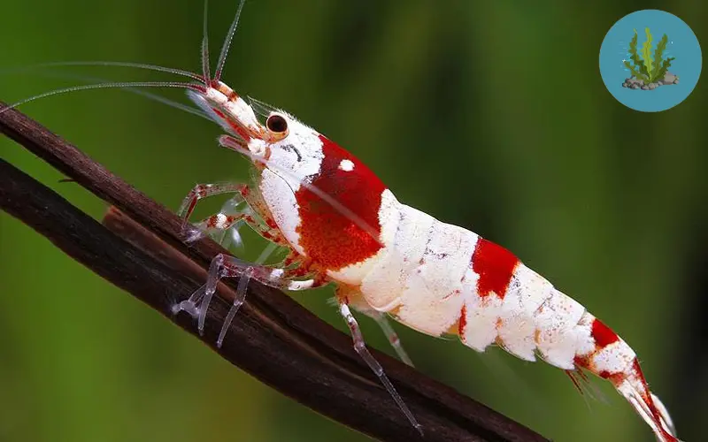 tép cảnh dễ nuôi