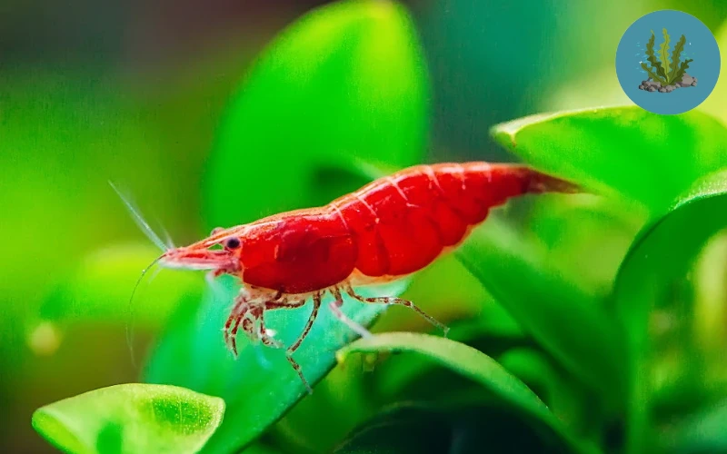 tép cảnh dễ nuôi