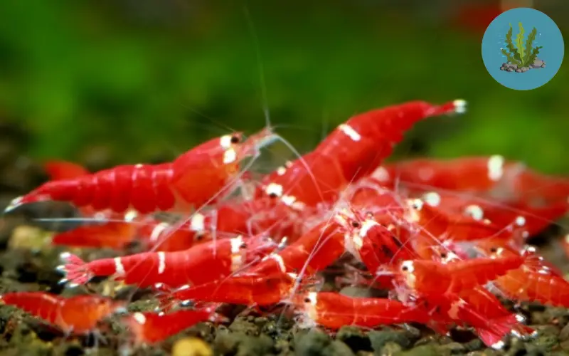 tép cảnh dễ nuôi