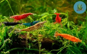 tép cảnh dễ nuôi