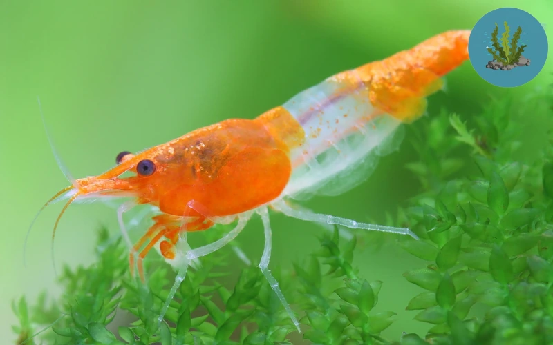 tép cảnh dễ nuôi