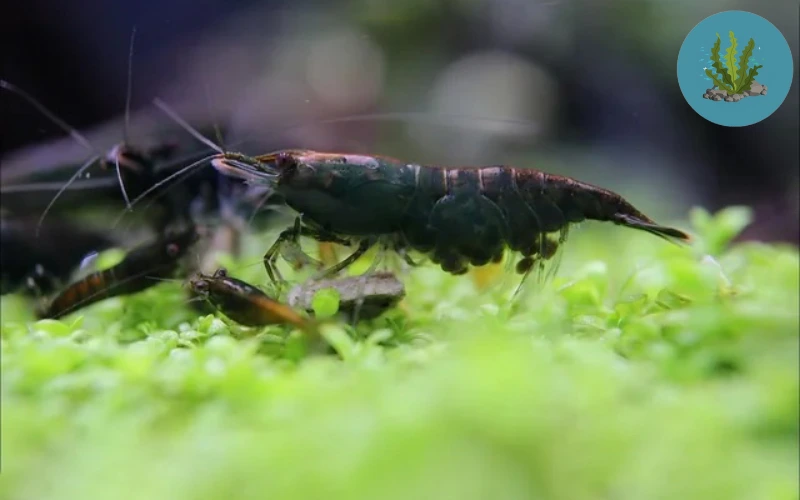 tép cảnh dễ nuôi