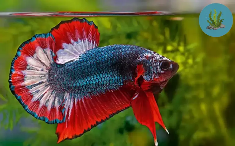 tép nuôi được với cá gì
