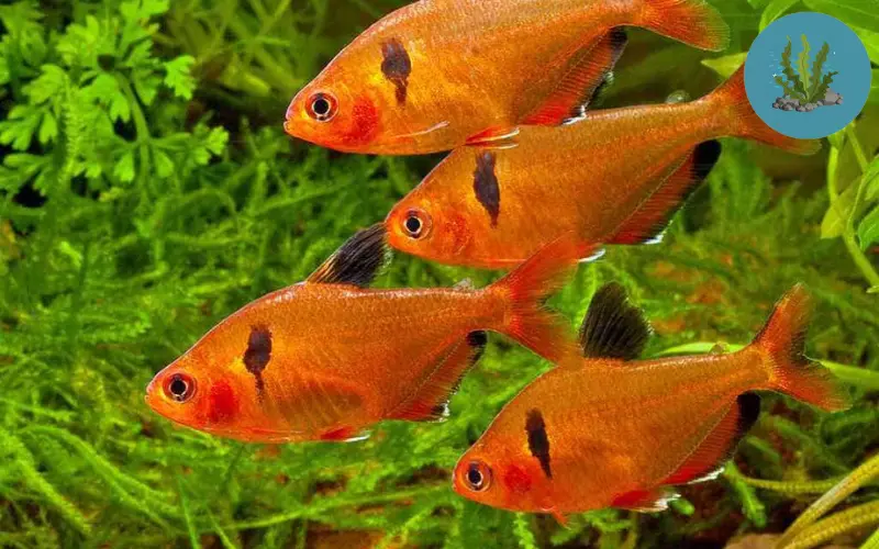 tép nuôi được với cá gì
