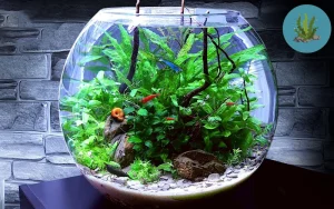 tép nuôi được với cá gì