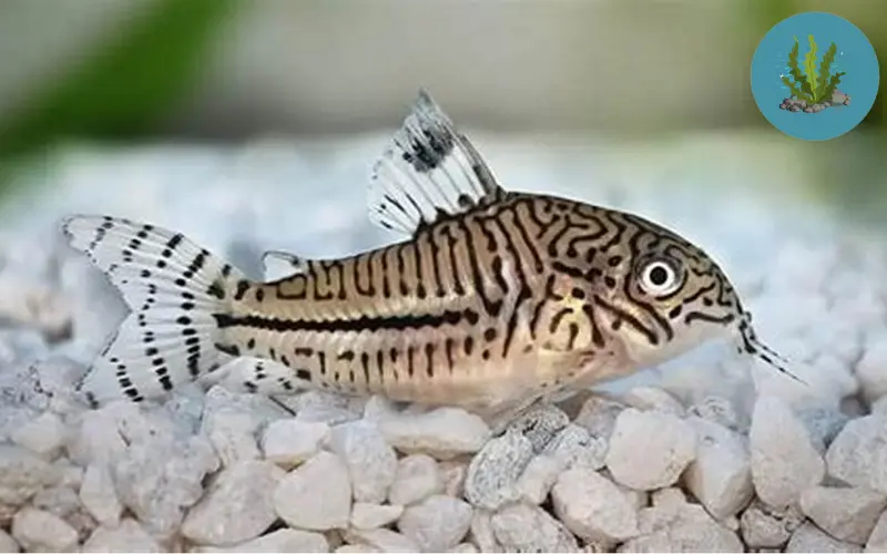 tép nuôi được với cá gì