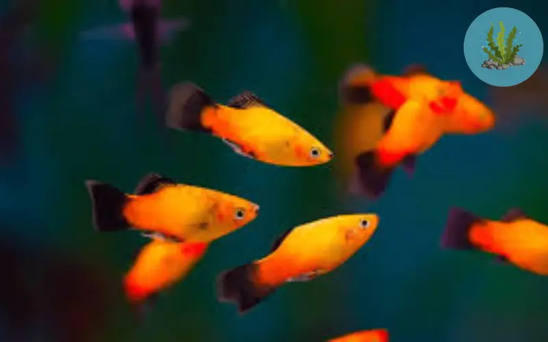 tép nuôi được với cá gì