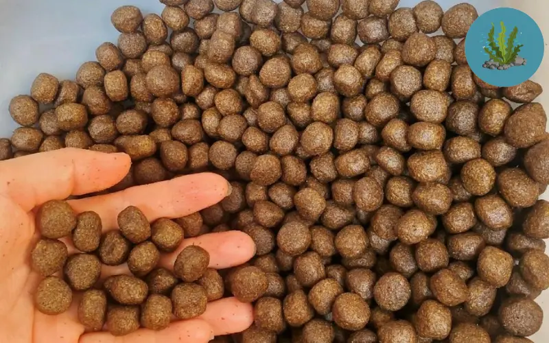 thức ăn cho cá cảnh không làm đục nước