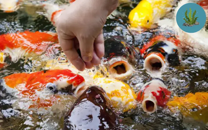thức ăn cho cá cảnh không làm đục nước