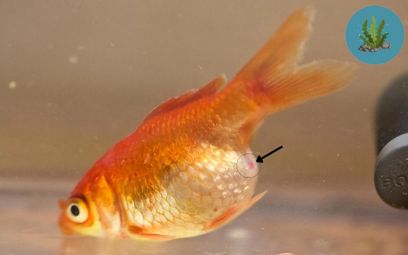 bệnh đường ruột ở cá cảnh