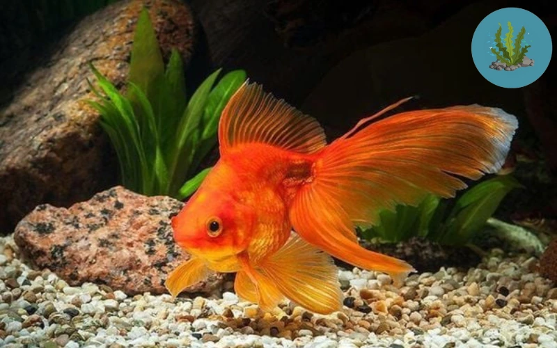 bệnh đường ruột ở cá cảnh