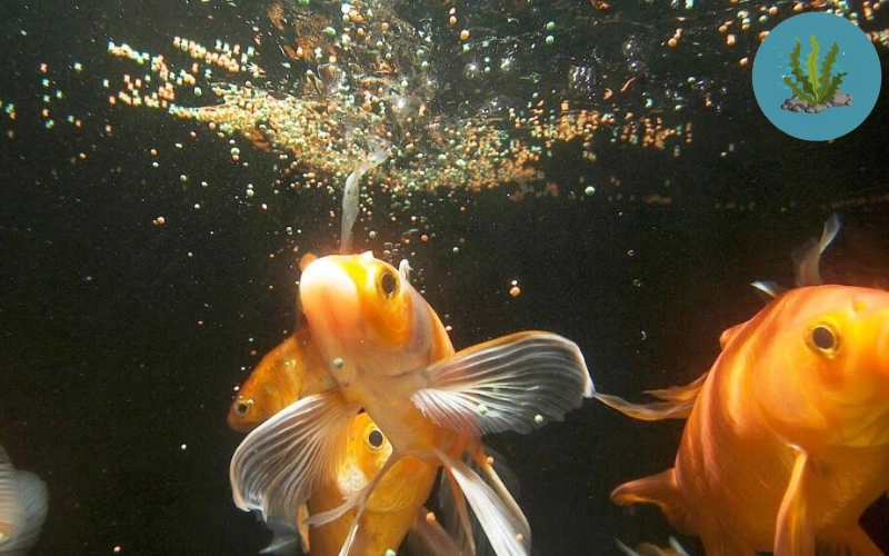 bệnh đường ruột ở cá cảnh