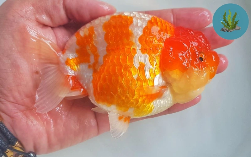 bệnh đường ruột ở cá cảnh