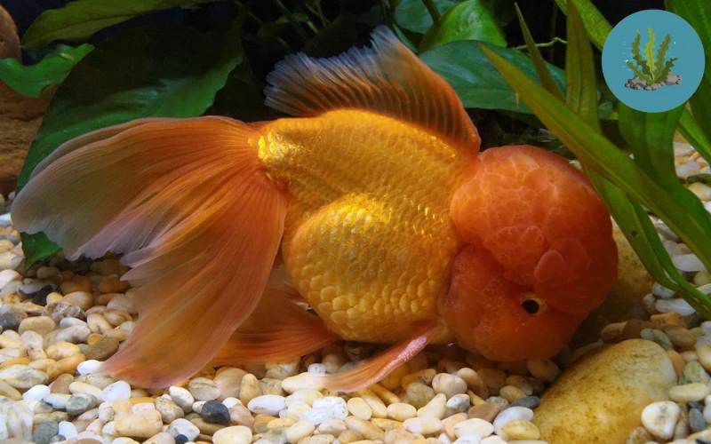 bệnh đường ruột ở cá cảnh