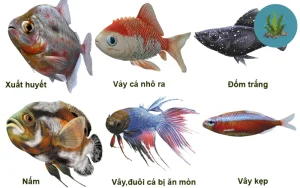 bệnh thường gặp ở cá cảnh