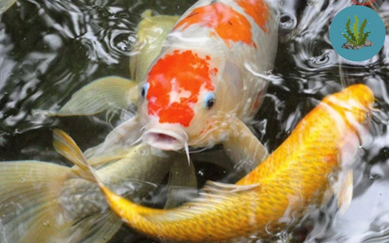 cá cảnh bơi nghiêng