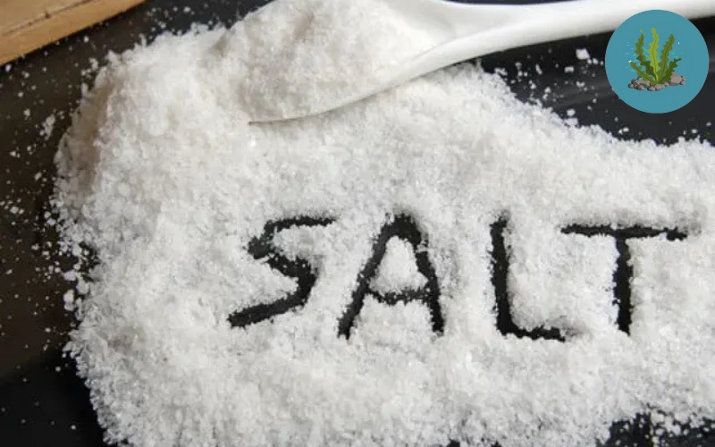 cá cảnh bơi nghiêng