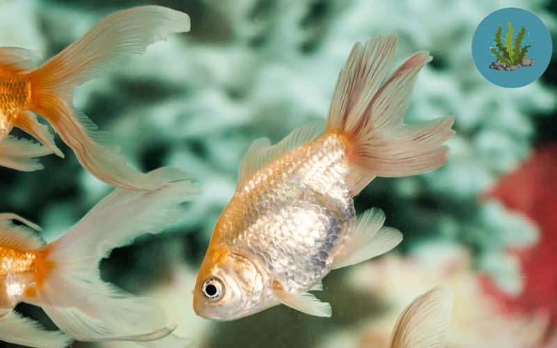 cá cảnh bơi nghiêng