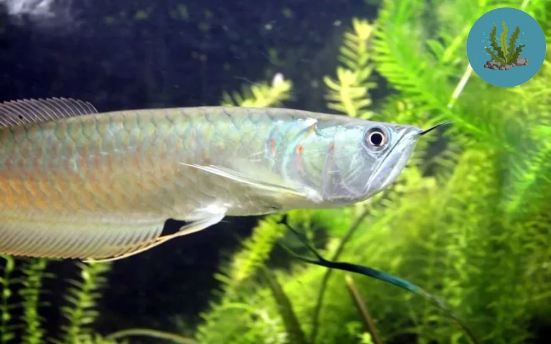 cá cảnh bơi nghiêng