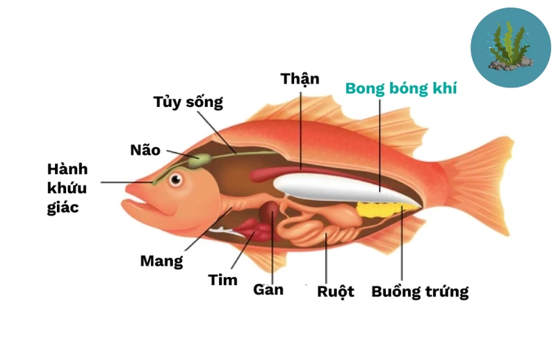 cá cảnh bơi nghiêng