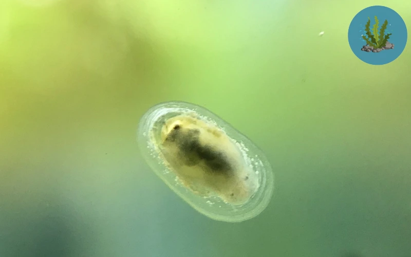 cách diệt ốc hại